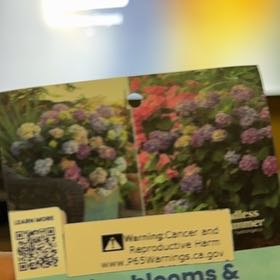 Photo of the plant species Endless Summer BloomStruck Hydrangea by @ExecKapoktree97 named Austen on Greg, the plant care app