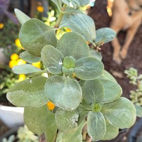 Photo of the plant species Fairy Crassula by @ExecKapoktree97 named Harry on Greg, the plant care app