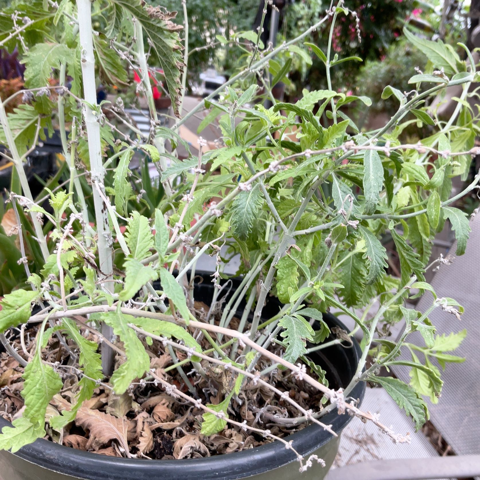Photo of the plant species Russian Sage by @ExecKapoktree97 named Ivan on Greg, the plant care app