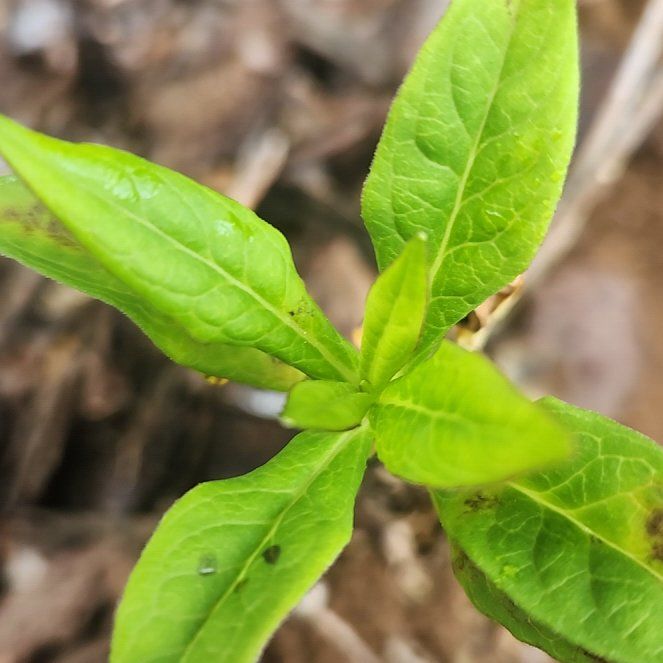 Photo of the plant species Speedwell by @DesiredTupeia51 named Taylor Swift on Greg, the plant care app
