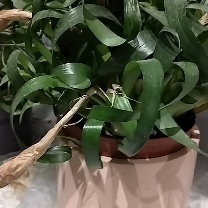 Photo of the plant species Flaming Sword by @ShrewdWavycap50 named Freezia on Greg, the plant care app