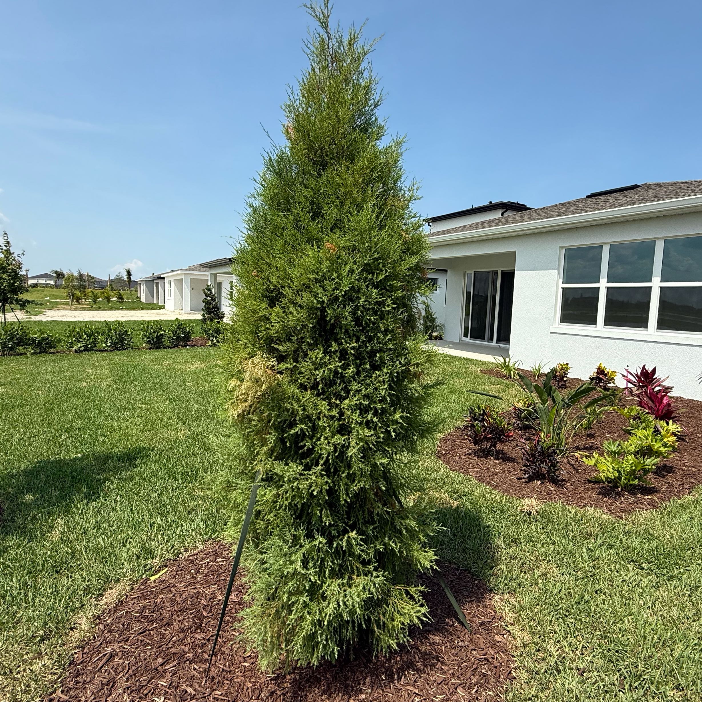 Photo of the plant species Southern Red Cedar by @TopBacchus59 named McKinley on Greg, the plant care app