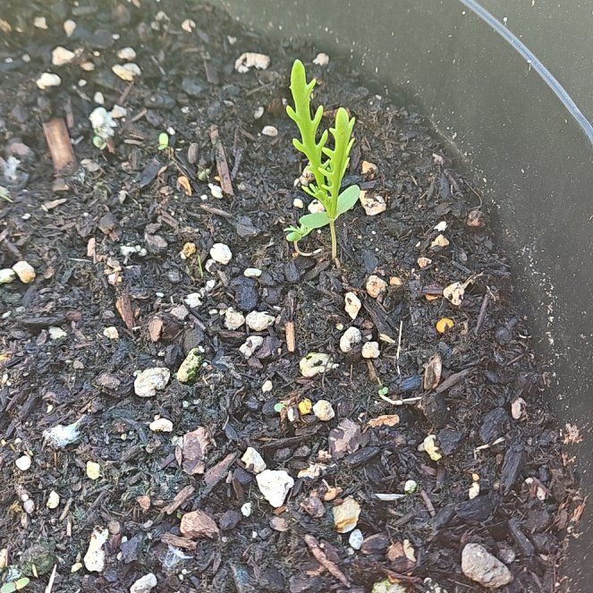 Photo of the plant species Painted Daisy 'Comet' by @malletman named Michelle Branch on Greg, the plant care app