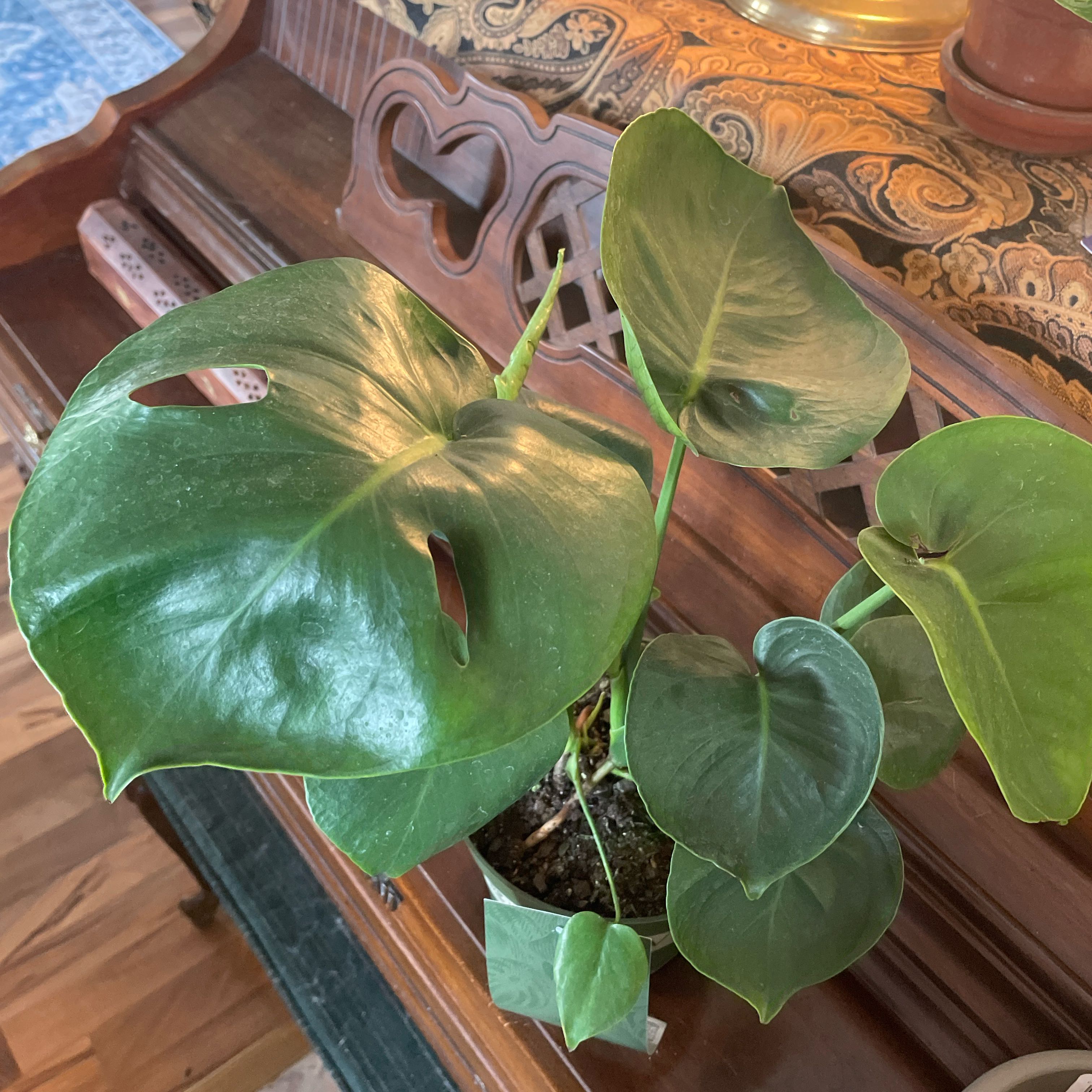 Photo of the plant species Monstera Borsigiana by @Seagull named Wesley on Greg, the plant care app