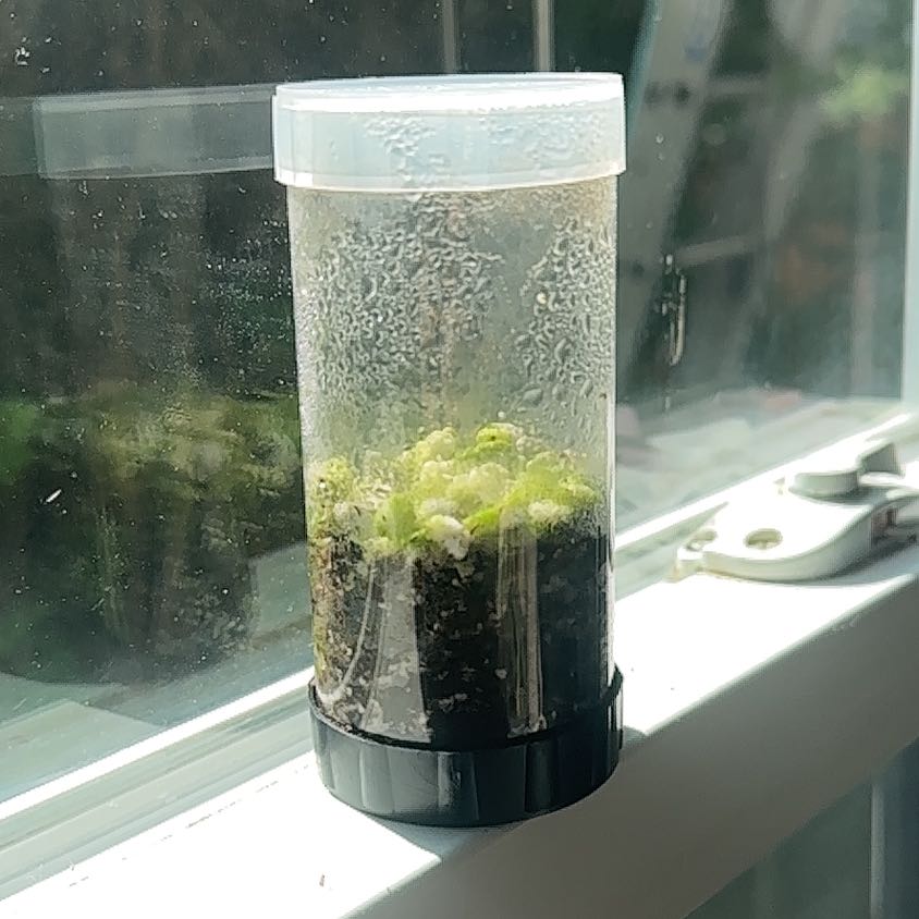 Plant care for Brenia Snowbush on Greg, the plant care app