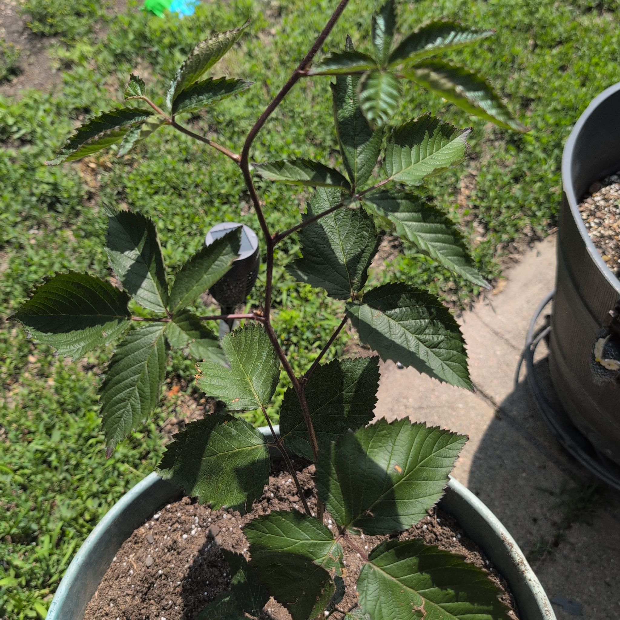 Photo of the plant species Navaho Blackberry by @CuteGreggspine named Ulysses S Plant on Greg, the plant care app