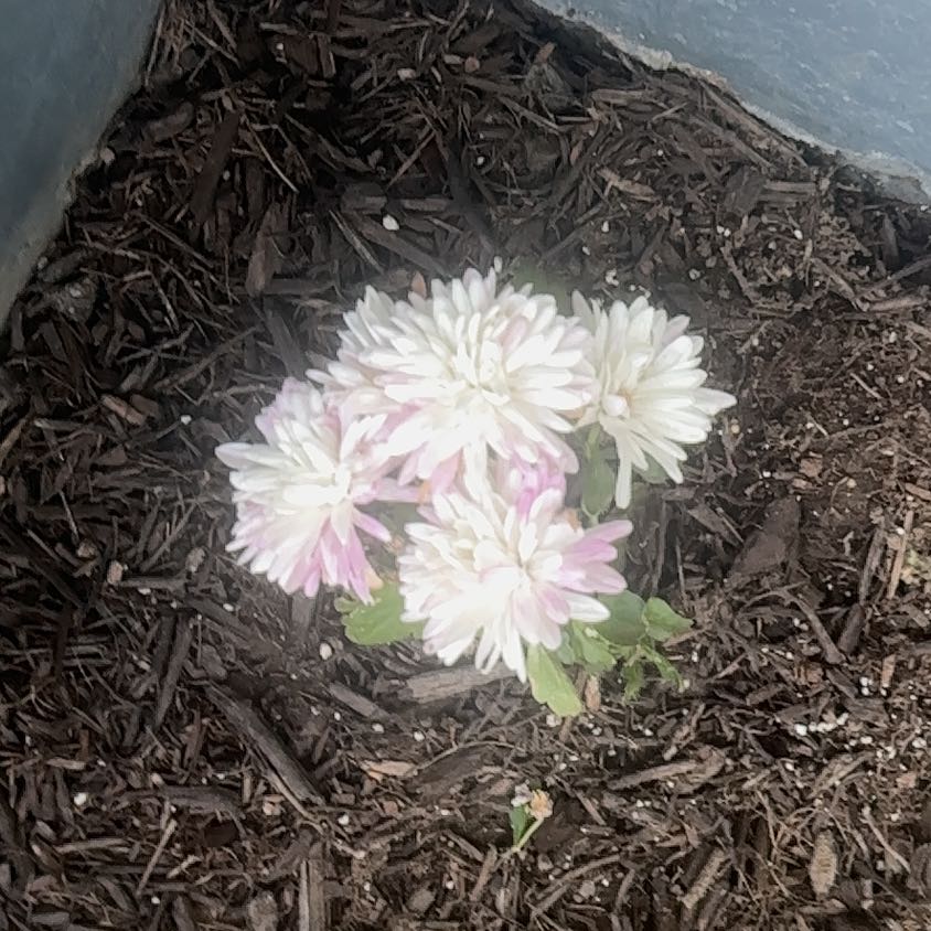 Photo of the plant species Chrysanthemum 'Seizan' by @TopBroom15 named Harmony on Greg, the plant care app