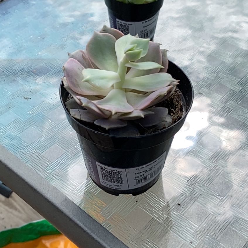 Photo of the plant species Echeveria by @HotChosmo67 named Rosie on Greg, the plant care app