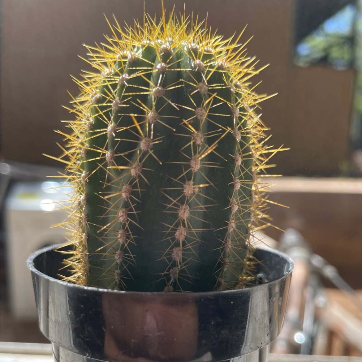Photo of the plant species Assorted Thrixanthocereus by @MatureFern57 named Big cheese on Greg, the plant care app