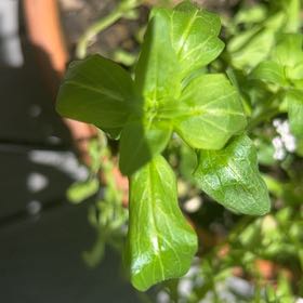 Photo of the plant species Garden Yellow Rocket by @FestalCherryred named McKinley on Greg, the plant care app