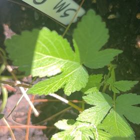 Photo of the plant species Japanese Hop by @FestalCherryred named Emerson on Greg, the plant care app