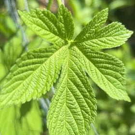 Photo of the plant species Japanese Hop by @FestalCherryred named Zeus on Greg, the plant care app