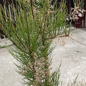 Photo of the plant species Five-Stamen Tamarisk by @ForrealLentil70 named Harper on Greg, the plant care app