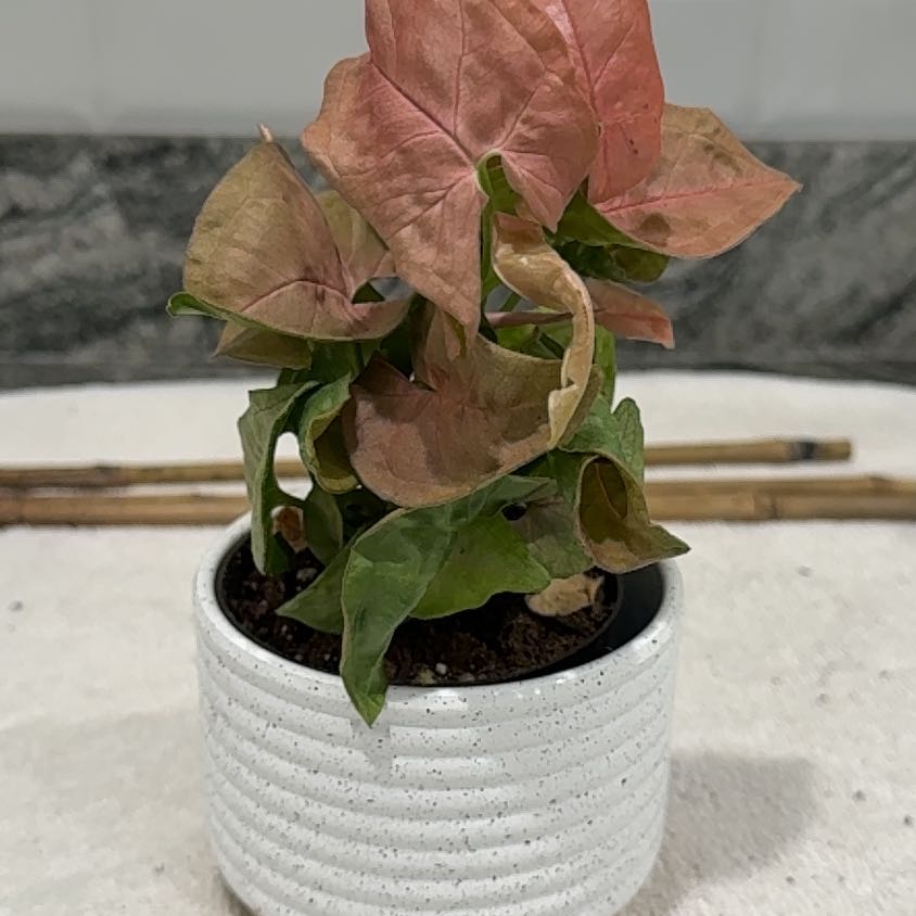 Photo of the plant species Neon Allusion Arrowhead Plant by @SkilledGollum56 named Neon on Greg, the plant care app