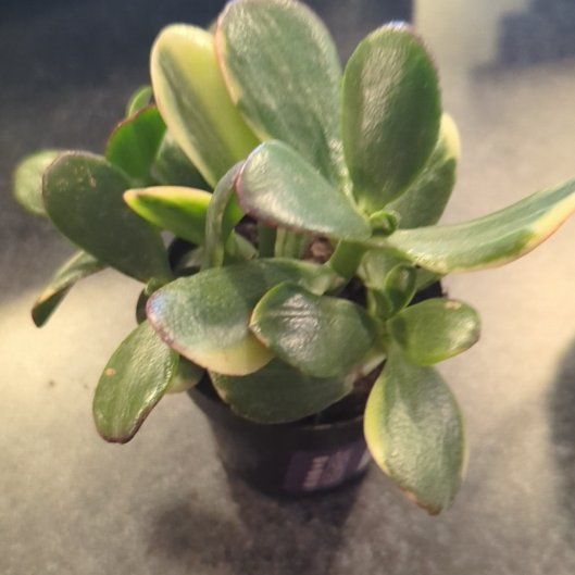 Photo of the plant species Thuja 'Lemon N Lime' by @EnormousDaisy49 named Walter on Greg, the plant care app