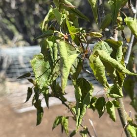 Photo of the plant species Swedish Aspen by @FocusedTaro73 named Michelle Branch on Greg, the plant care app