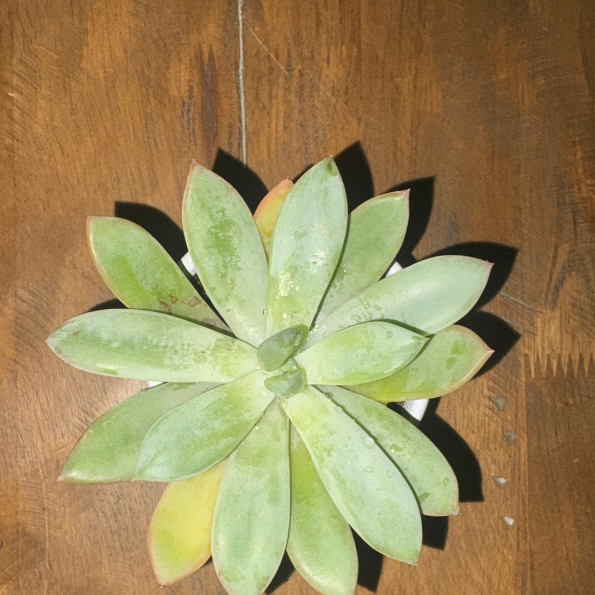 Photo of the plant species Pachyveria 'blue quartz' by @EarthyDogrose89 named Olive on Greg, the plant care app
