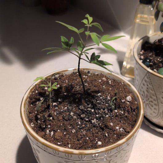 Photo of the plant species Shoal Creek Chaste Tree by @VocalBetel15 named Beezus on Greg, the plant care app