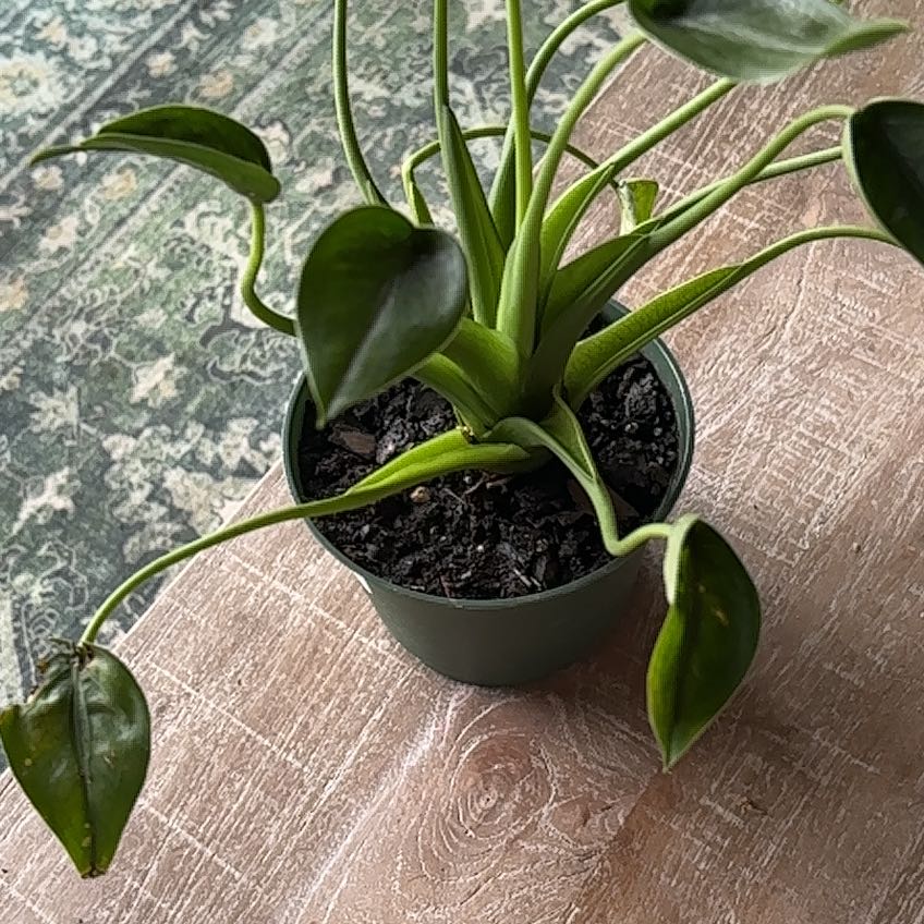 Photo of the plant species Alocasia Tiny Dancers by @OfficePlantGuy named Naomi on Greg, the plant care app