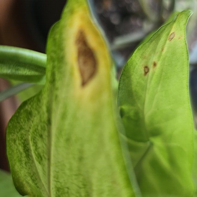 Photo of the plant species Snakeshead by @IconPuriri89 named Tree Diddy on Greg, the plant care app