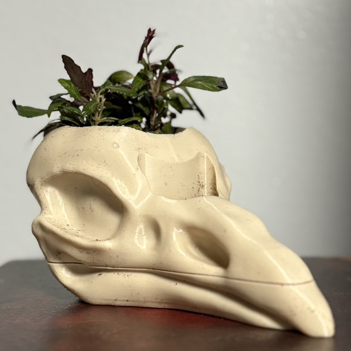 Photo of the plant species Goldfussia by @Dex named Anzu on Greg, the plant care app