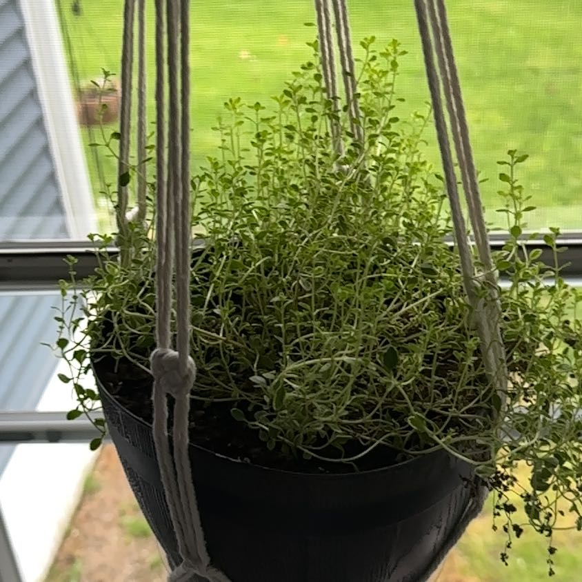 Photo of the plant species Lemon Thyme 'Gold Edge' by @NiceInchworm26 named Gomez on Greg, the plant care app