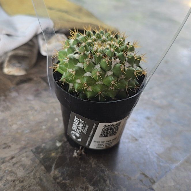 Photo of the plant species Mammilaria marksiana by @WinBucaneve16 named Walt on Greg, the plant care app
