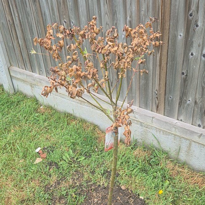 Photo of the plant species Willow by @IdolPodmahogany named Beckham on Greg, the plant care app