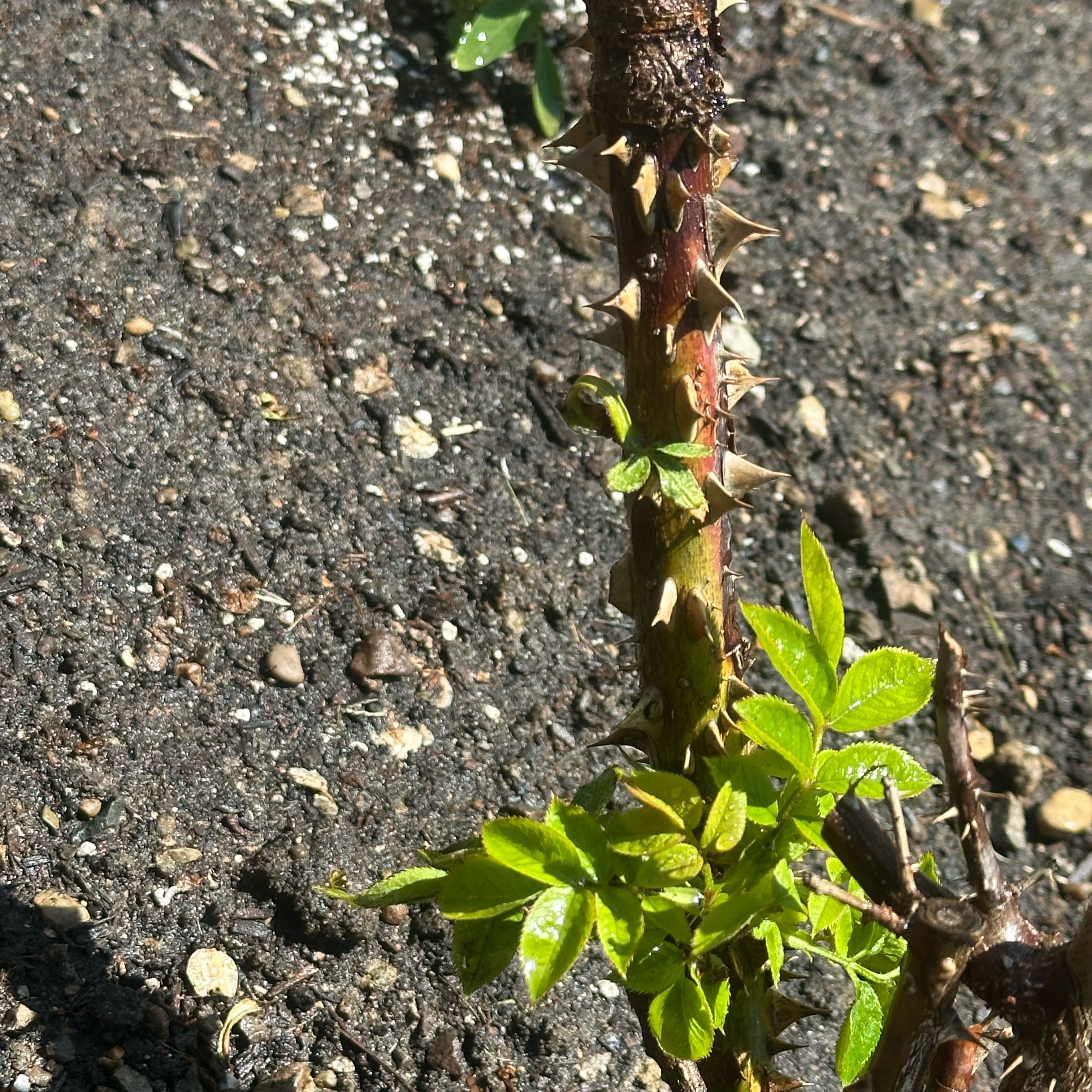 Photo of the plant species Doris Day Floribunda Rose by @ImpishPrincetut named Shady on Greg, the plant care app