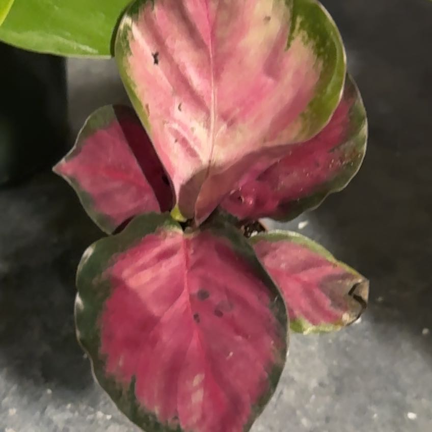 Photo of the plant species Calathea Rosy by @YernViszsla70 named Messi on Greg, the plant care app
