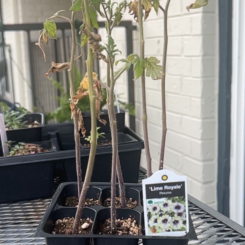 Photo of the plant species Pineapple Tomato by @FullAgboy40 named ChloroPhil on Greg, the plant care app