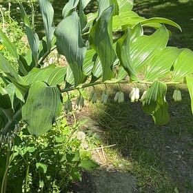 Photo of the plant species Common Solomon's Seal by @SereneRedmint60 named Muhammad Ali on Greg, the plant care app