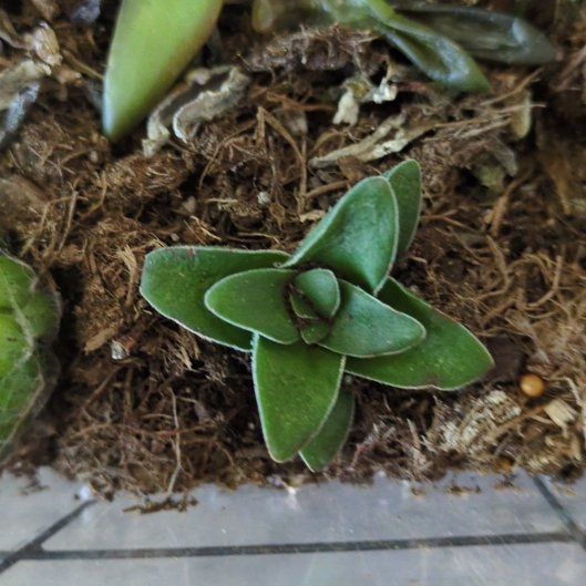 Photo of the plant species Lanceleaf Liveforever by @ZestRambutan61 named Leaf Erickson on Greg, the plant care app