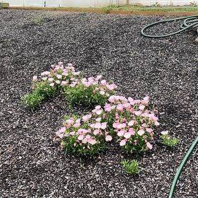 Photo of the plant species Prairie Rose by @AbundantDamsii named Scarlett on Greg, the plant care app