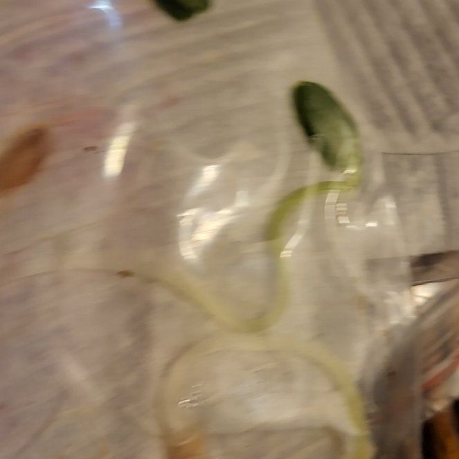 Photo of the plant species Cucumber by @FreeBaybean23 named Morgan Treeman on Greg, the plant care app