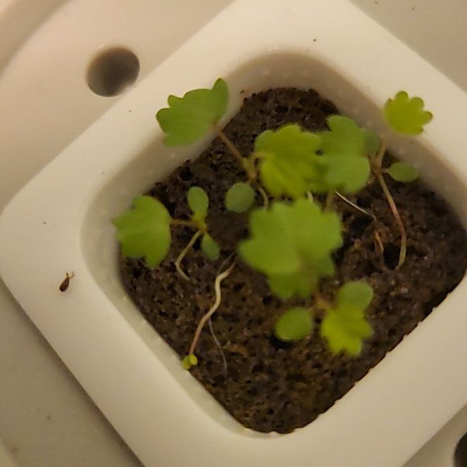 Photo of the plant species American Wild Strawberry by @FreeBaybean23 named Curie on Greg, the plant care app