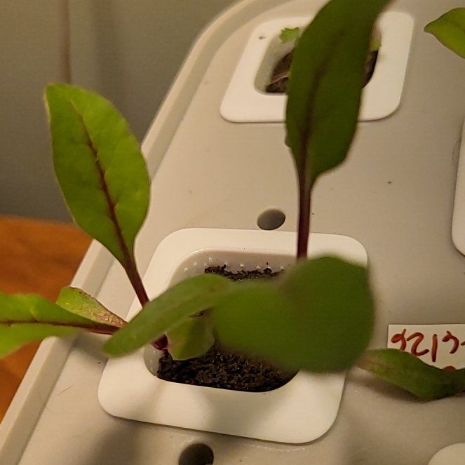 Photo of the plant species Red Beet by @FreeBaybean23 named Mochi on Greg, the plant care app