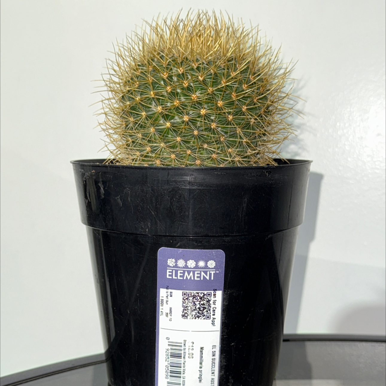 Plant care for feather cactus on Greg, the plant care app