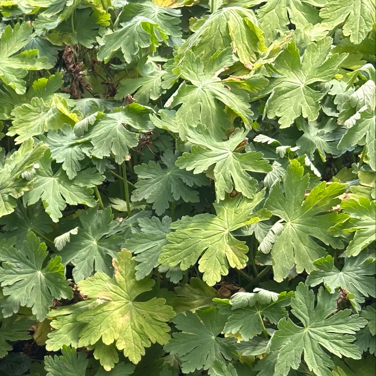 Photo of the plant species Bigroot Geranium by @CozyAlbo35 named Zeus on Greg, the plant care app