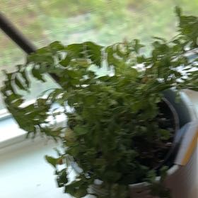 Photo of the plant species Bronze Venus Fern by @YiftIcecaps50 named Achilles on Greg, the plant care app