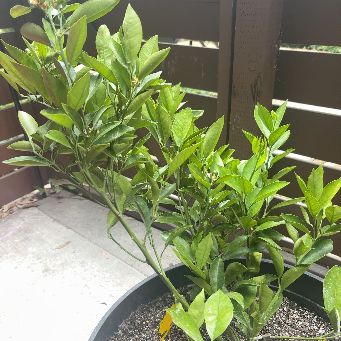 Photo of the plant species Mini Orange Tree by @ZingBasil17 named Ronaldo on Greg, the plant care app