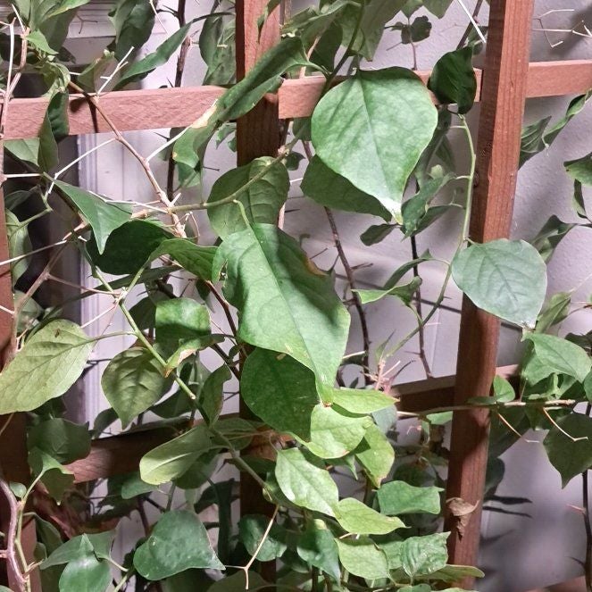 Photo of the plant species Barbara Karst Bougainvillea by @YernSatinwood49 named Barbara Karst on Greg, the plant care app