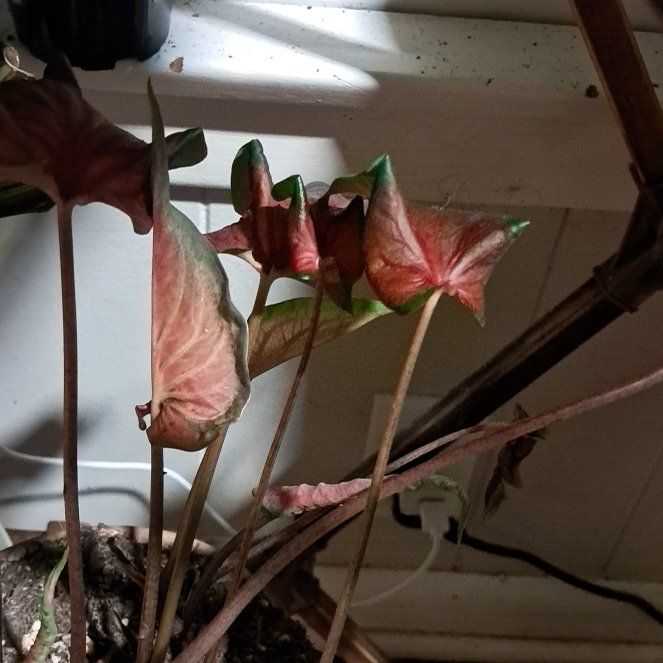 Photo of the plant species Caladium 'Heart to Heart' by @YernSatinwood49 named Claudia on Greg, the plant care app