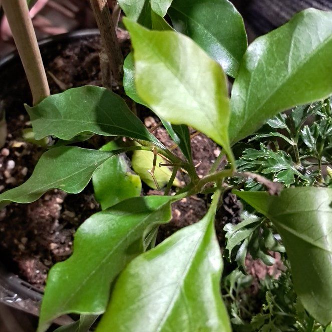 Plant care for Trailing Four O'Clock on Greg, the plant care app