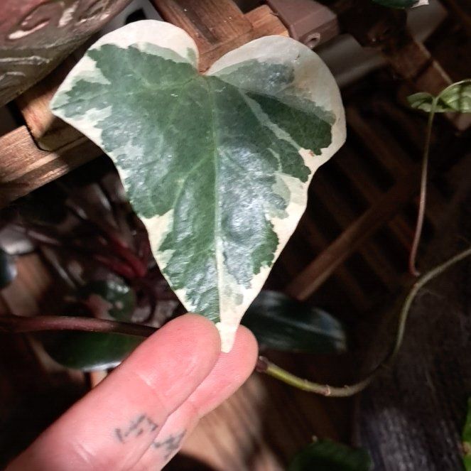 Photo of the plant species Variegated Algerian Ivy by @YernSatinwood49 named Marengo on Greg, the plant care app