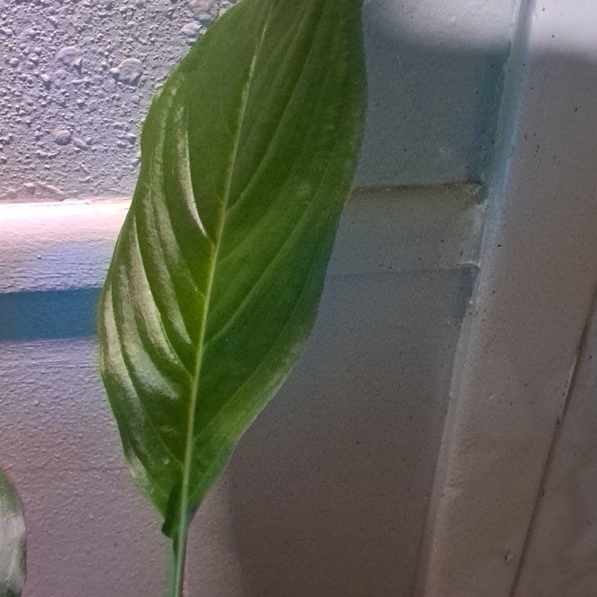 Photo of the plant species White Batflower by @YernSatinwood49 named Nadja on Greg, the plant care app