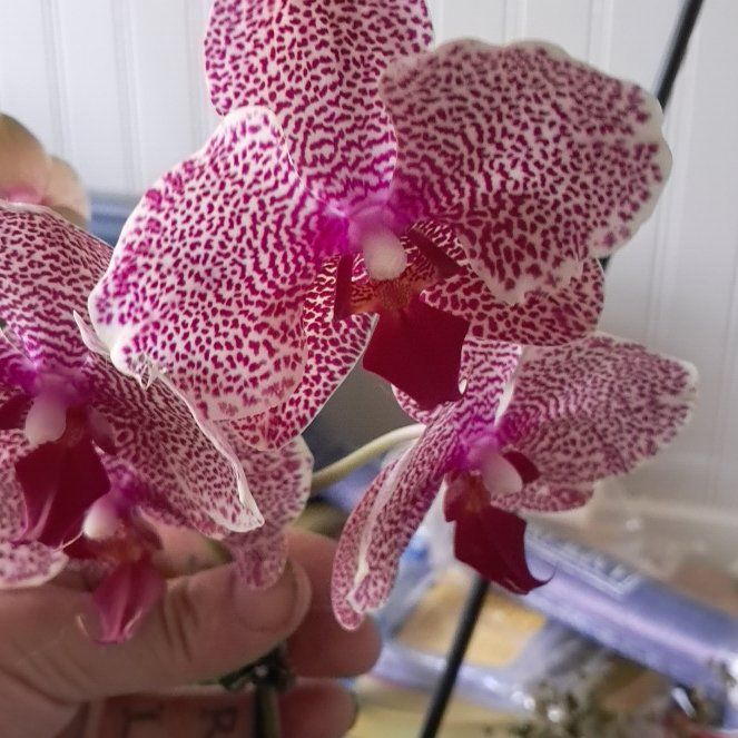 Photo of the plant species Phalaenopsis 'Ann' by @YernSatinwood49 named Ann on Greg, the plant care app