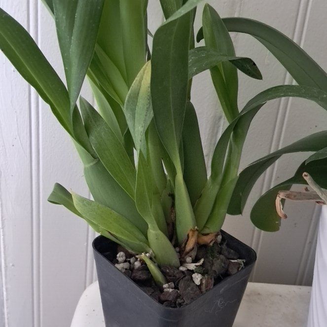 Photo of the plant species bratonia orchid by @YernSatinwood49 named Izumi on Greg, the plant care app