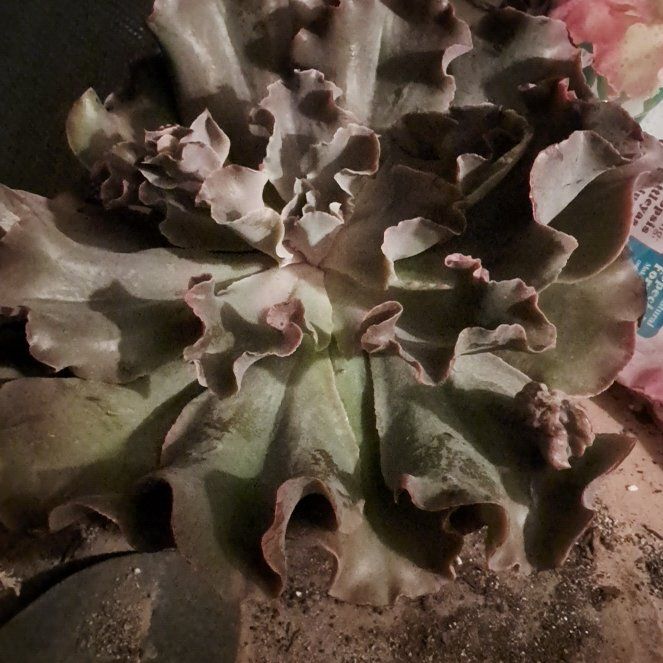 Photo of the plant species Violacina by @YernSatinwood49 named Evangeline on Greg, the plant care app