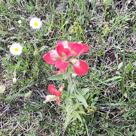 Photo of the plant species Texas Paintbrush by @DaintyBorage41 named Bodhi on Greg, the plant care app